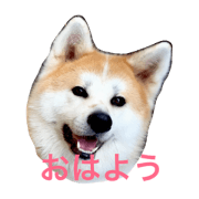 Akitainu tane