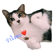 my mad cat my mad cat