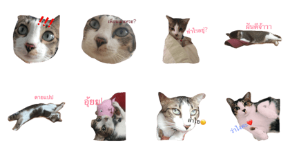 my mad cat my mad cat