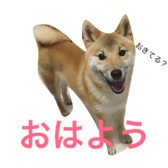SHIBADOG GANMO
