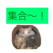 Our panda mouse 4 Our panda mouse 4