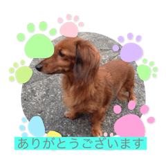 dog0202
