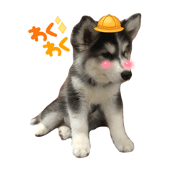 二哈本丸