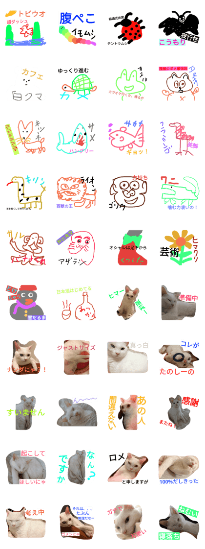 White cat photogr & The animals White cat photogr & The animals