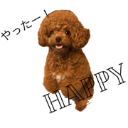 Toypoodle MARON*2 Toypoodle MARON*2