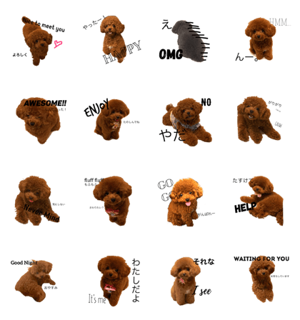 Toypoodle MARON*2 Toypoodle MARON*2