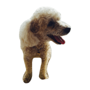 Raejinnie Pets Raejinnie Pets