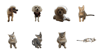 Raejinnie Pets Raejinnie Pets