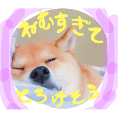 Shiba Dog Sleeping sticker
