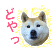 shiba remon. shiba remon.
