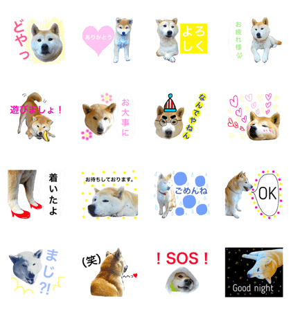 shiba remon. shiba remon.