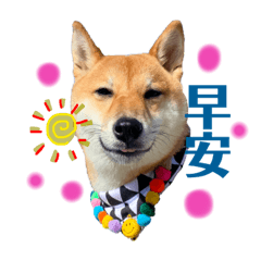 shiba_taco在幹嘛