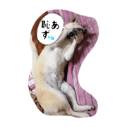 siba inu uzu&monaka siba inu uzu&monaka