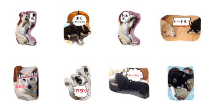 siba inu uzu&monaka siba inu uzu&monaka