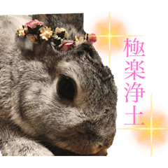 激しくうごく やさうさちゃんスタンプ Lineクリエイターズスタンプ Stamplist