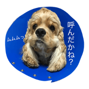 American Cocker H&L American Cocker H&L