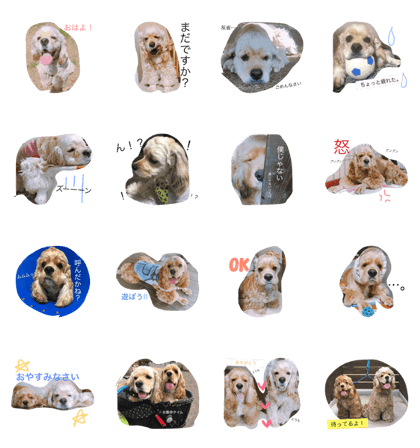 American Cocker H&L American Cocker H&L