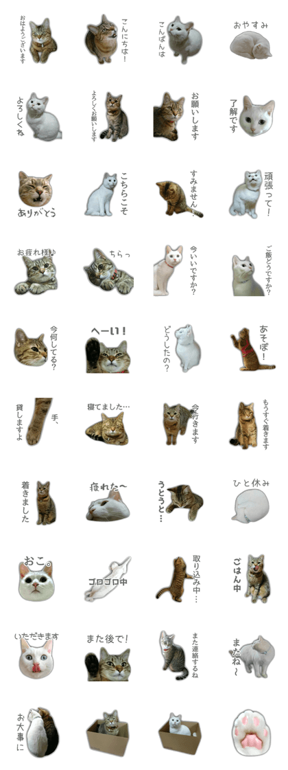 YUZU & MOMO CATS STICKER YUZU & MOMO CATS STICKER