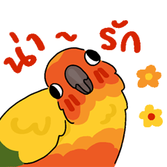 Sun Conure Parrot 02