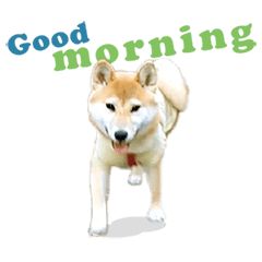 Shiba Inu Hachiko's energetic sticker