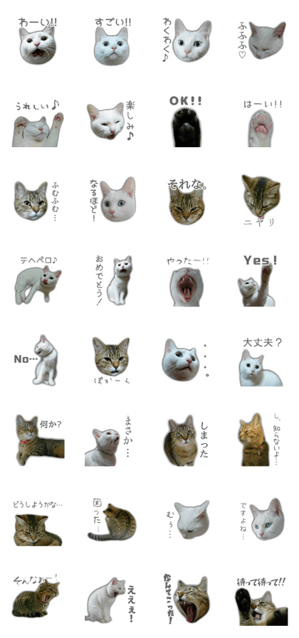 YUZU & MOMO CATS STICKER[2]