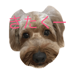 our dogs 1