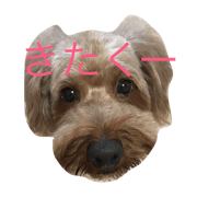 our dogs 1 our dogs 1