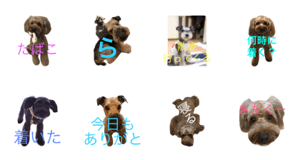 our dogs 1 our dogs 1