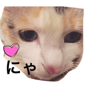 @Ken's cats @Ken's cats