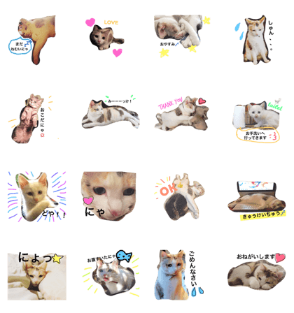 @Ken's cats @Ken's cats