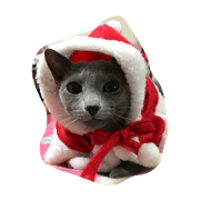 Pretty Cat Pepero