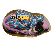 kute reo