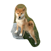 chachamaru inu