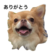Chihuahuasa