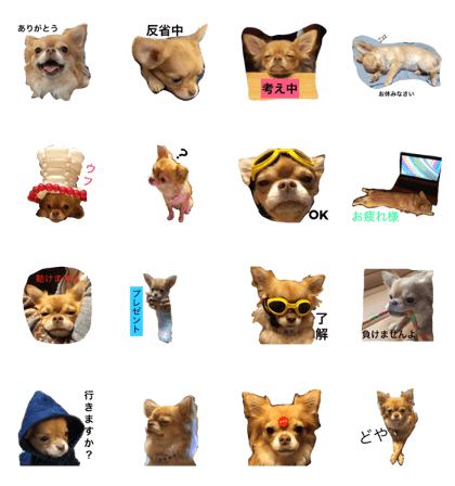 Chihuahuasa