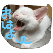 cat is fukuchans