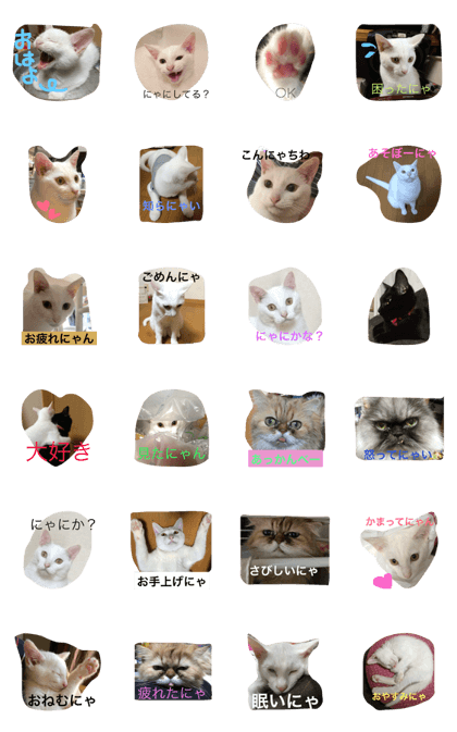 cat is fukuchans