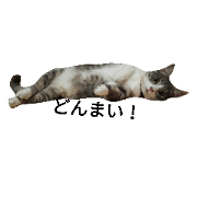 cat to cat.