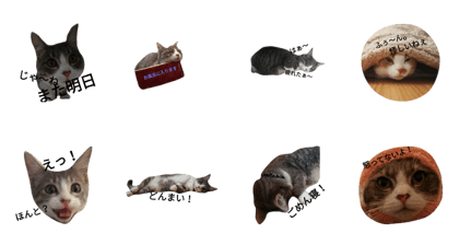 cat to cat.