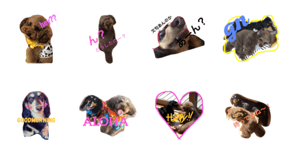 dogs'H&G