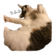 cat murmur2