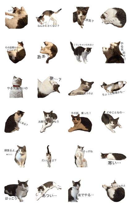 cat murmur2