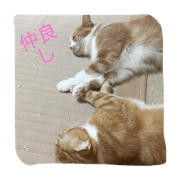 brotherCAT