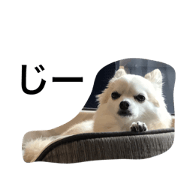 chihuahua(mere)aaa