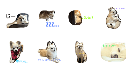 chihuahua(mere)aaa