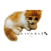 chai's stamp