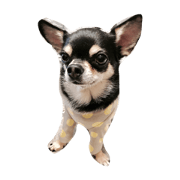 puubo