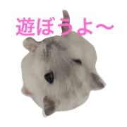 hamsternomutan