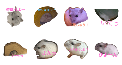 hamsternomutan