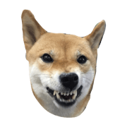 bbDog